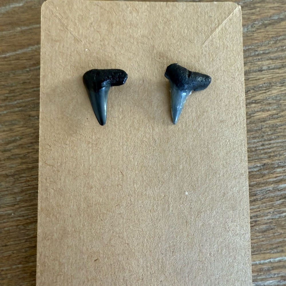 Fossilized Shark Tooth Earrings